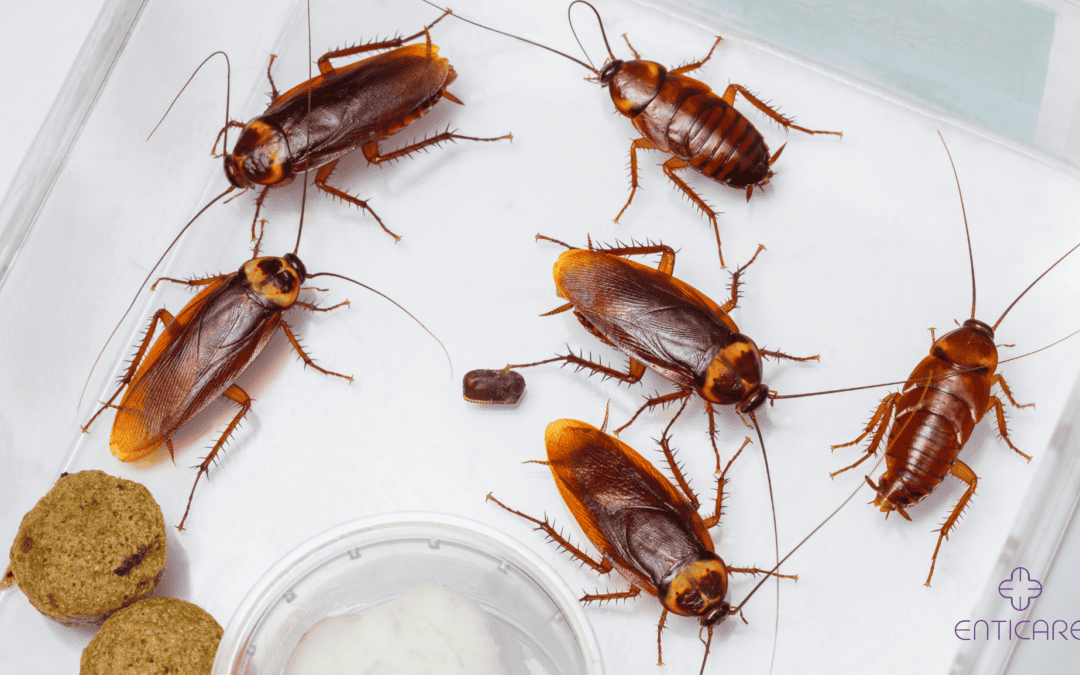 Don’t Let Roaches Rule Your Nose: A Guide to Cockroach Allergies