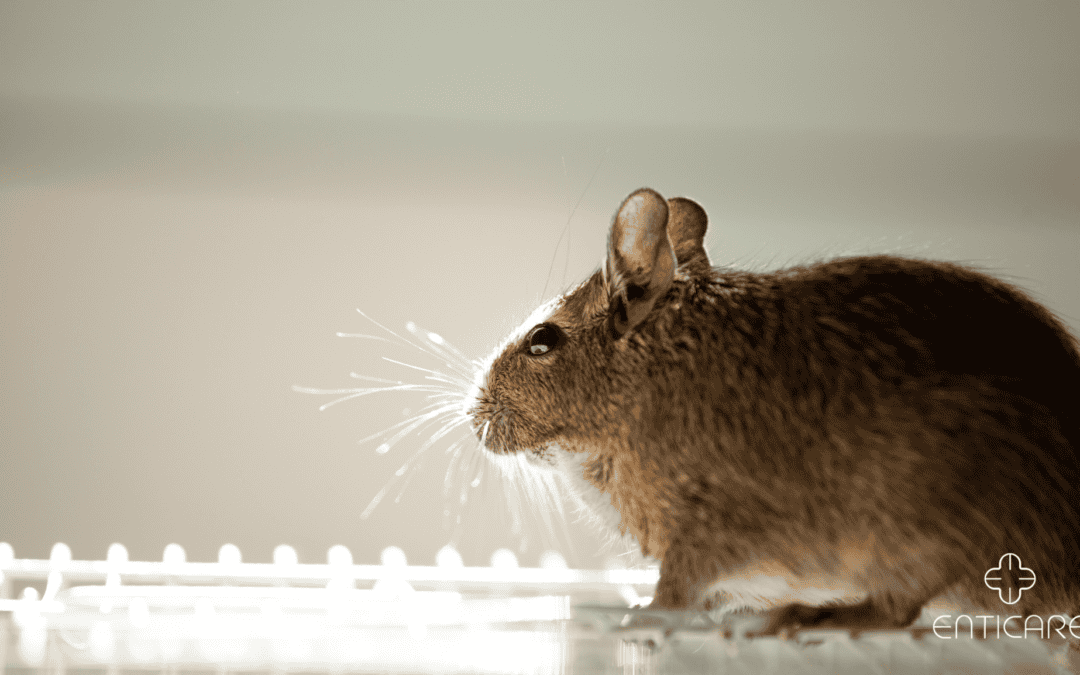 Fight Back Against Rodent Allergy: Your Guide to Relief