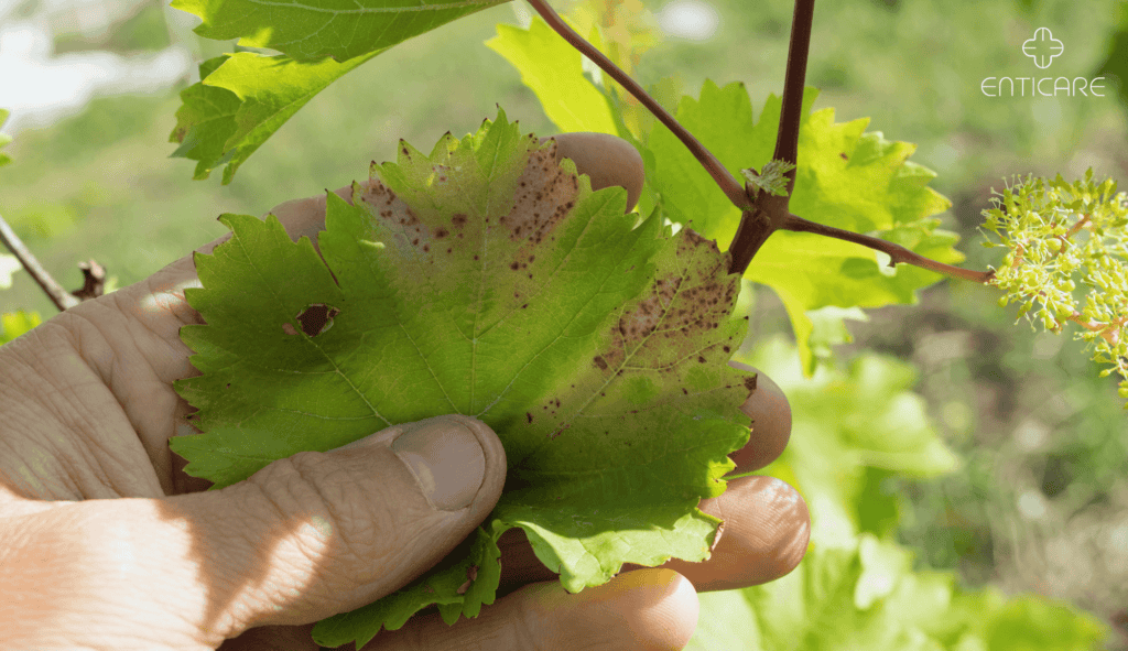 enticare-alternaria-on-leaves