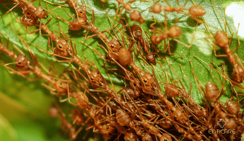 enticare-ant-army