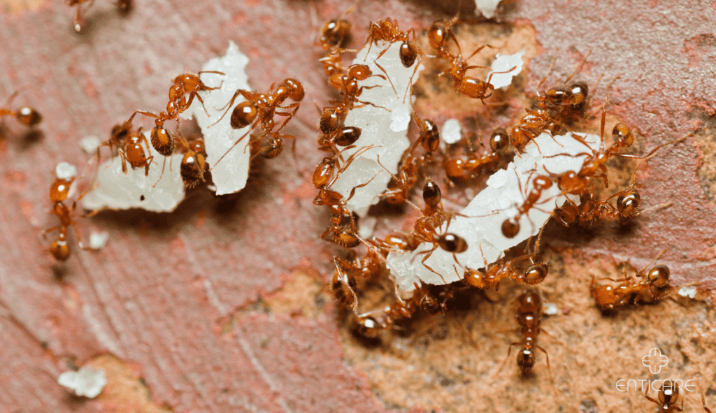 enticare-ants-in-the-nature