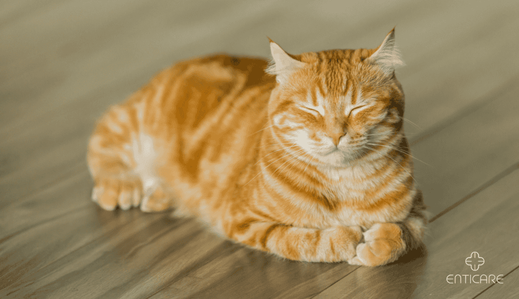 enticare-cat-sleeping