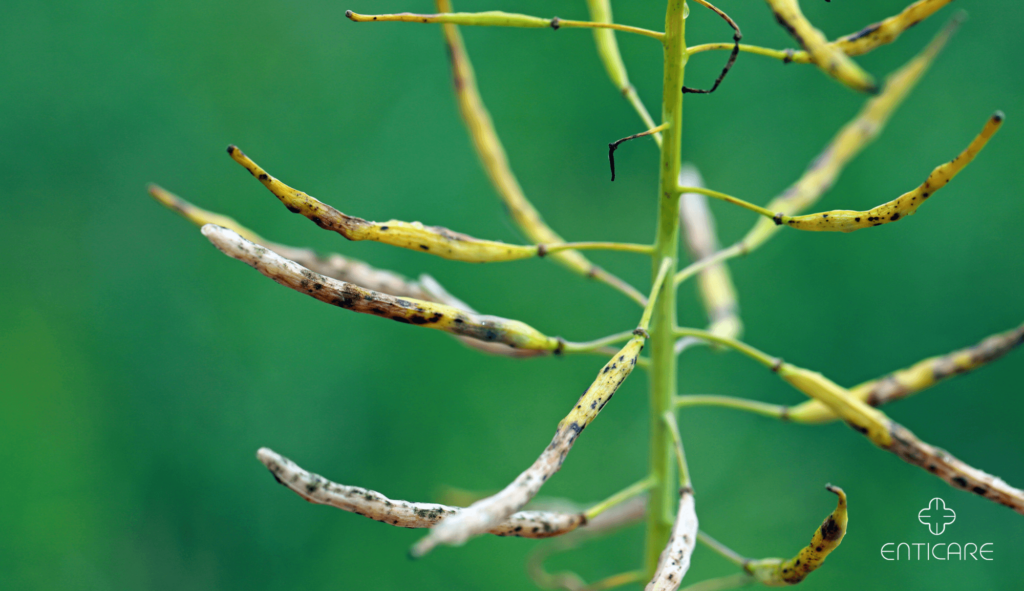 enticare-close-up-alternaria