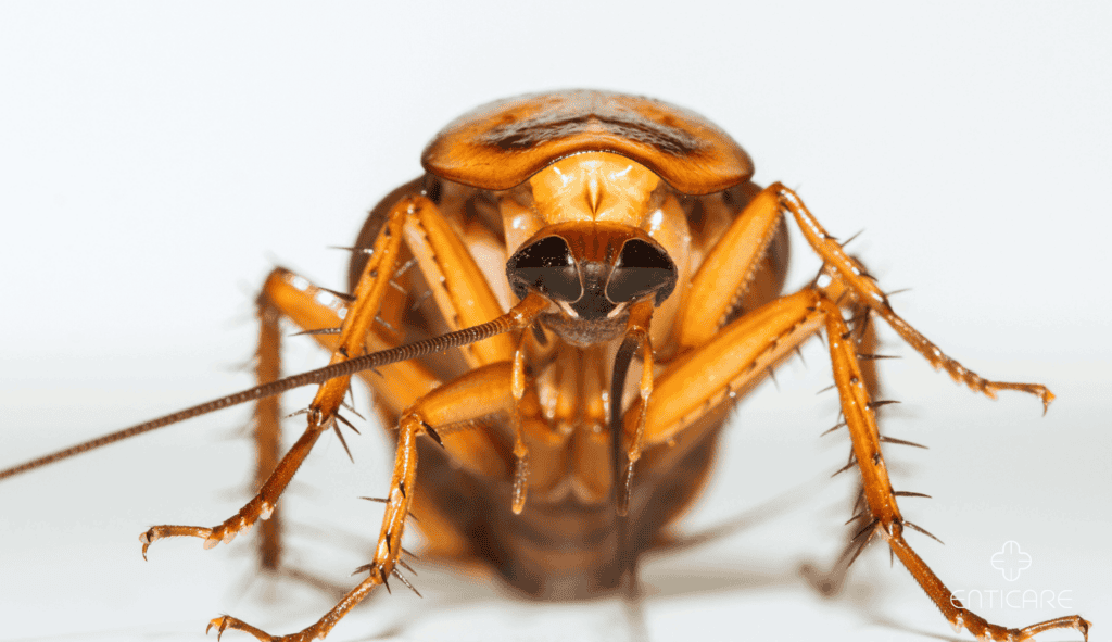 enticare-close-up-cockroach