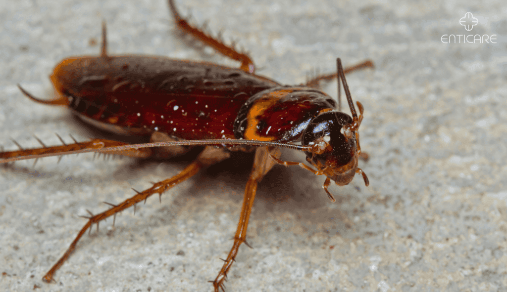 enticare-cockroach