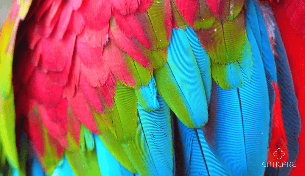 enticare-colorful-feather