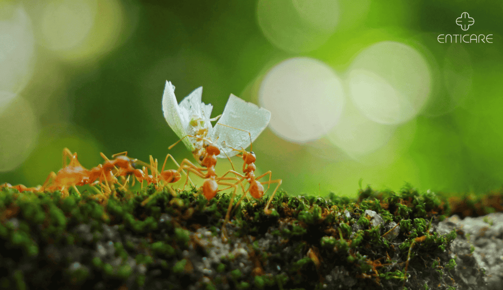 enticare-fire-ants