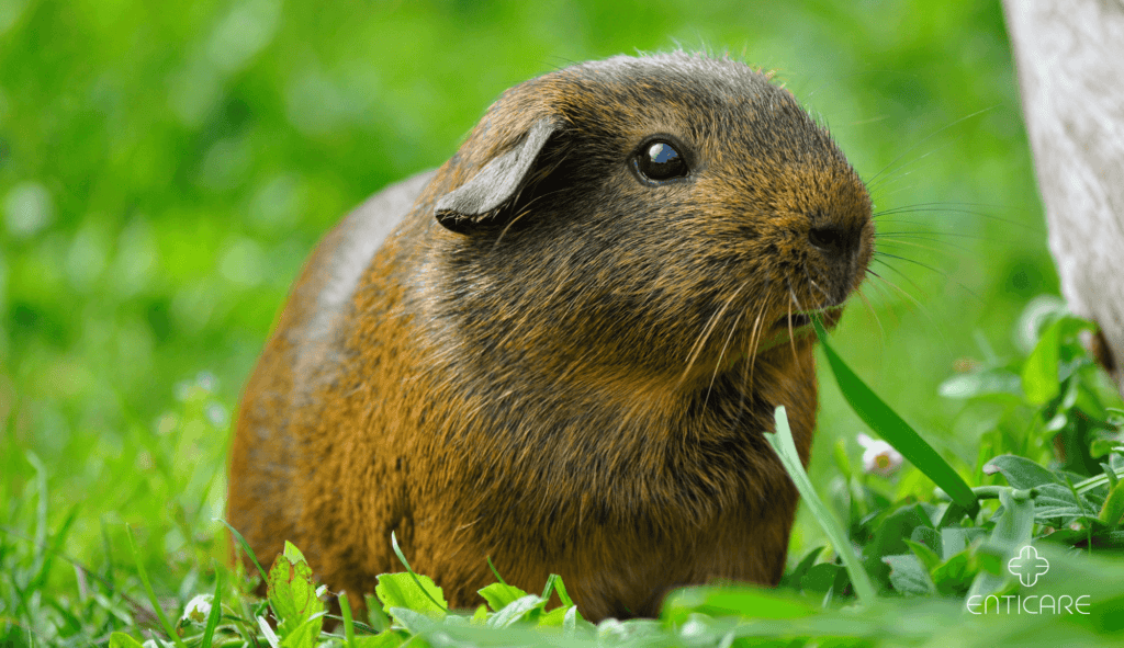 enticare-guinea-pig