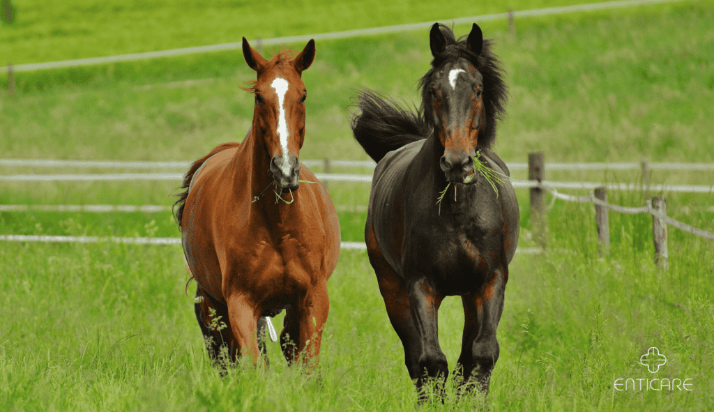 enticare-horses-in-the-meadow