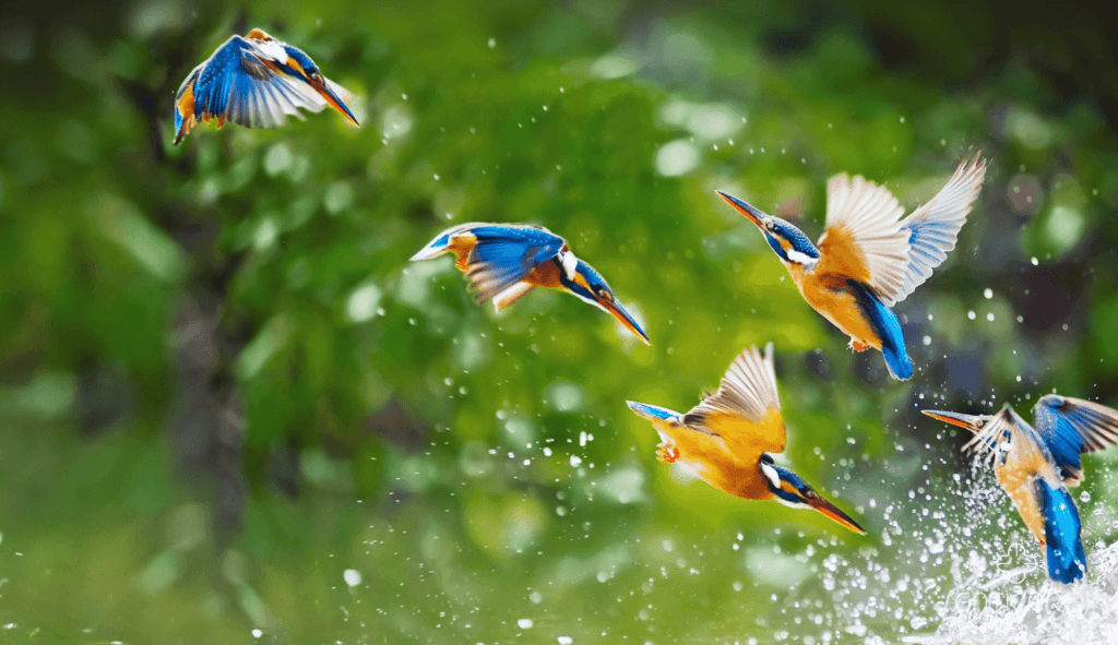 enticare-kingfisher-birds