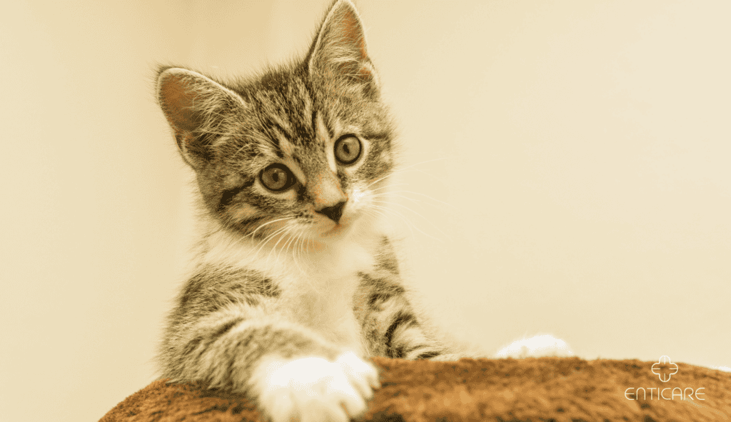 enticare-kitten