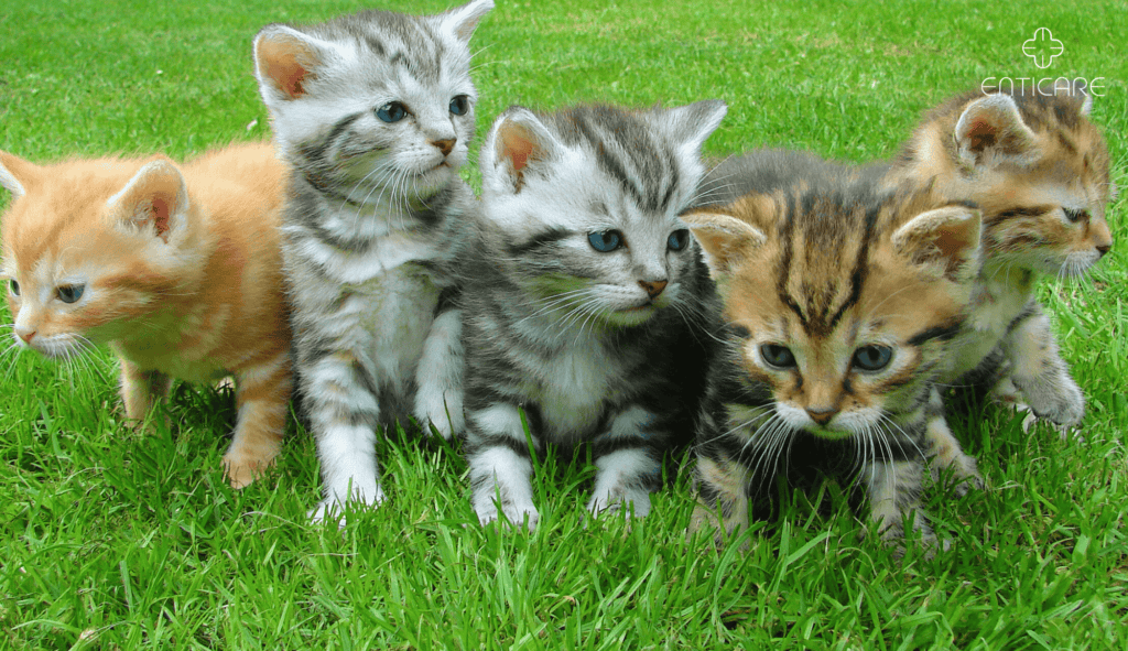 enticare-kittens-on-the-grass
