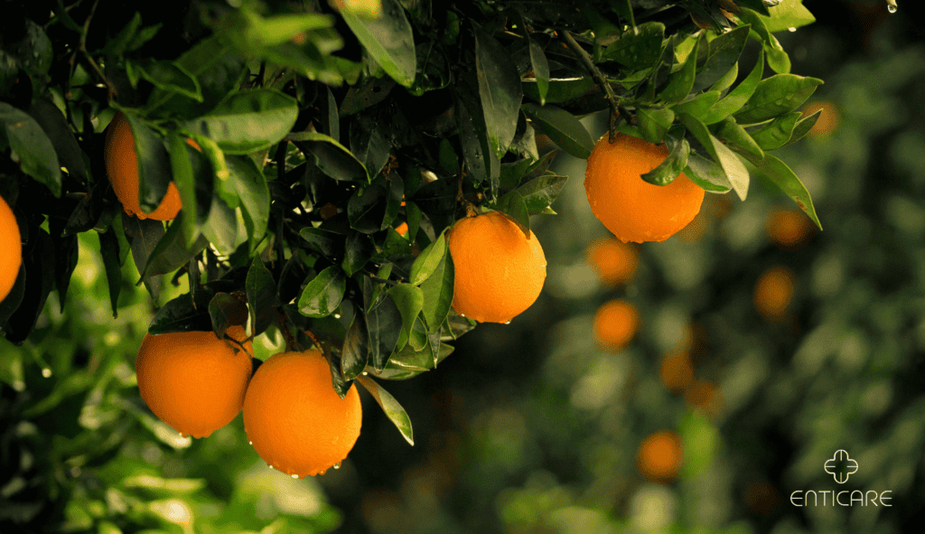 enticare-orange-tree