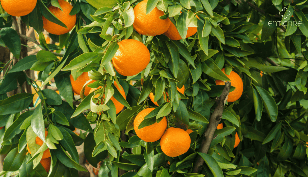 enticare-oranges-on-a-tree