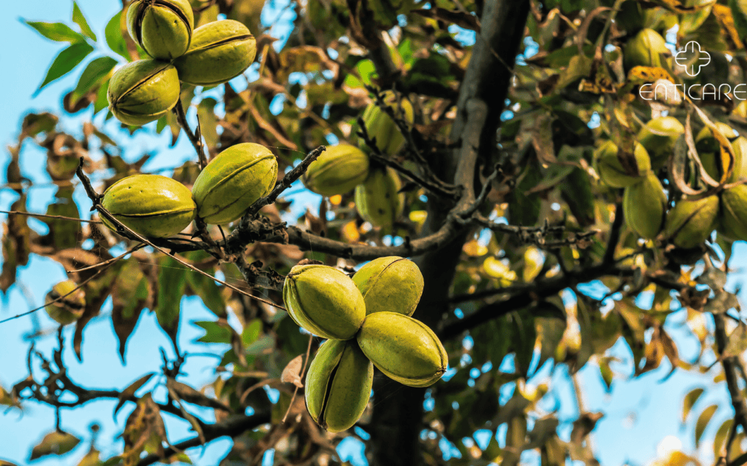 Sneezes and Sunshine: Could Pecan Trees Be Making You Ill?