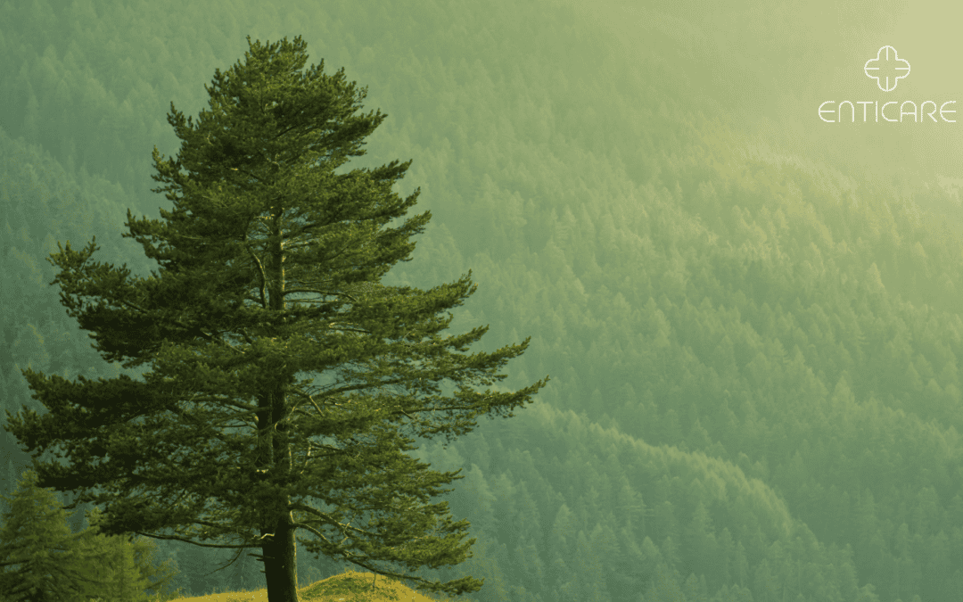 Pine Tree Allergies: A Hidden Threat in Spring
