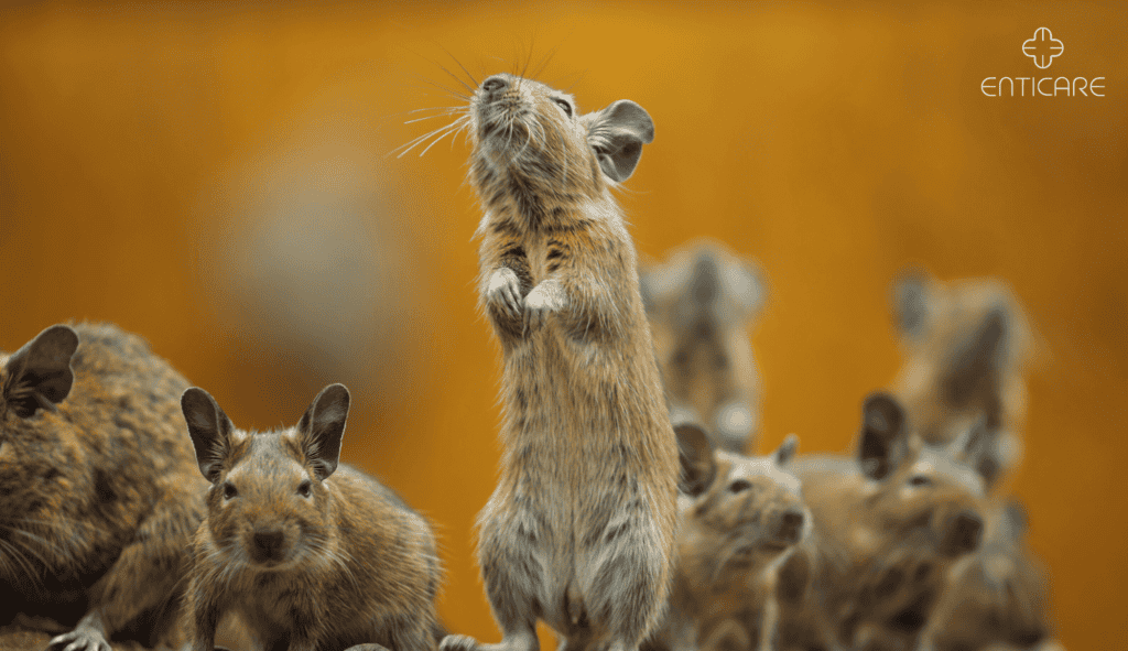 enticare-rodent-degu