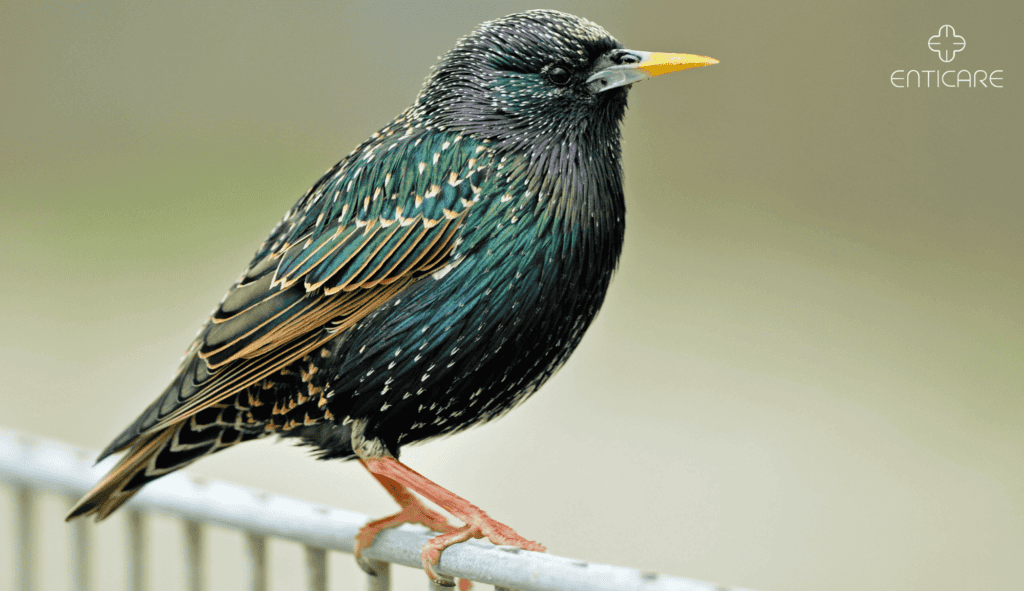 enticare-starling
