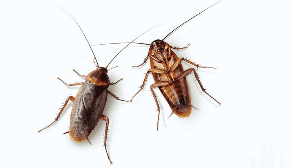 enticare-two-cockroaches