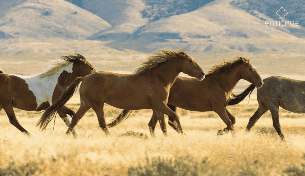 enticare-wild-horses-running