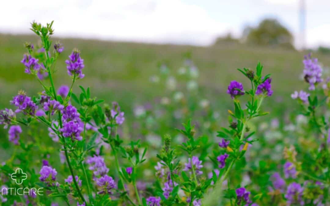 Alfalfa Allergy