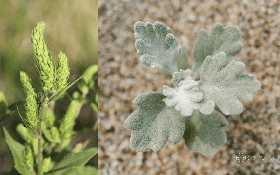 Beach Bum Beware: The Hidden Threat of Marshelder Allergy