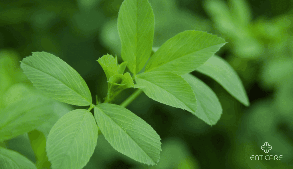 enticare-alfalfa-leaves