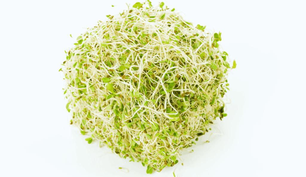 enticare-alfalfa-sprout
