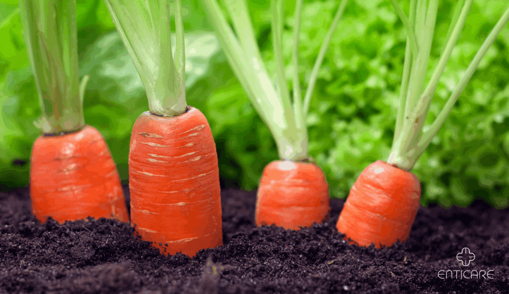 enticare-carrots-in-the-garden