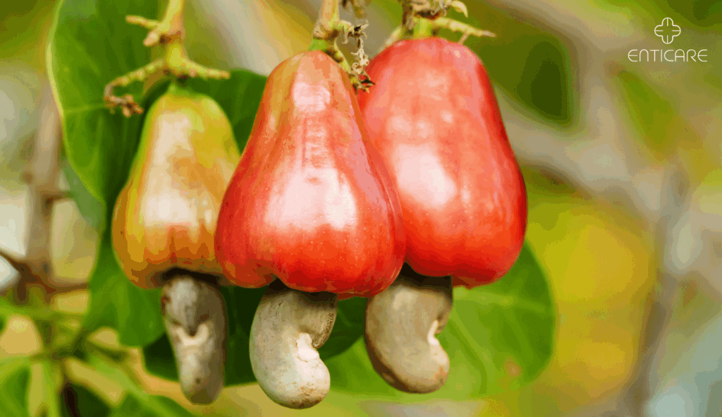 enticare-cashew-nut-fruits