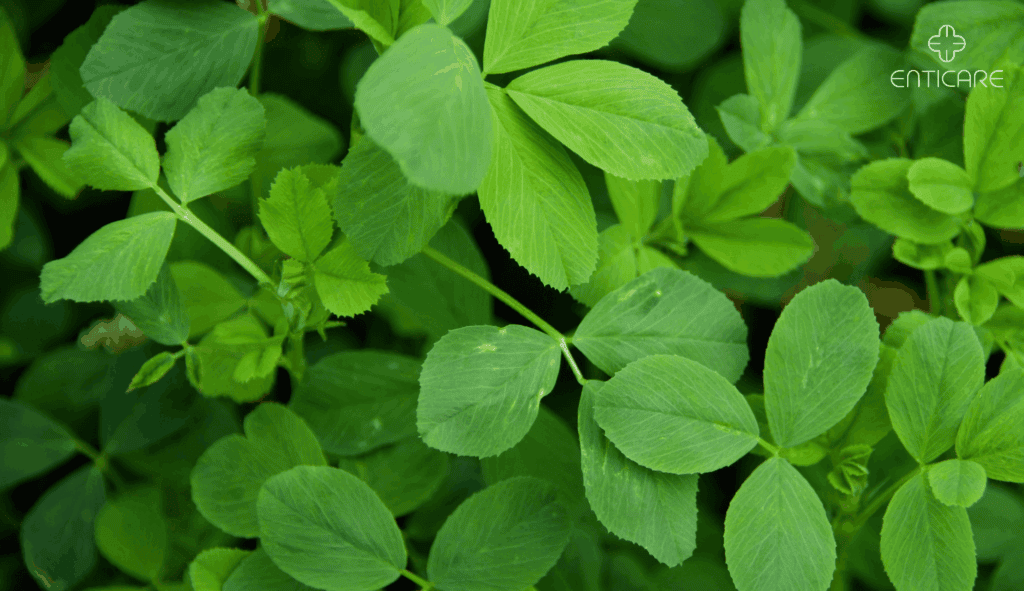 enticare-green-alfalfa