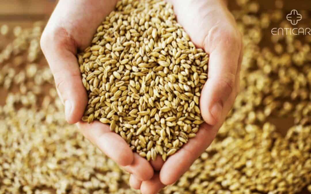 Malt Allergy: Key Symptoms, Causes, & Effective Treatments