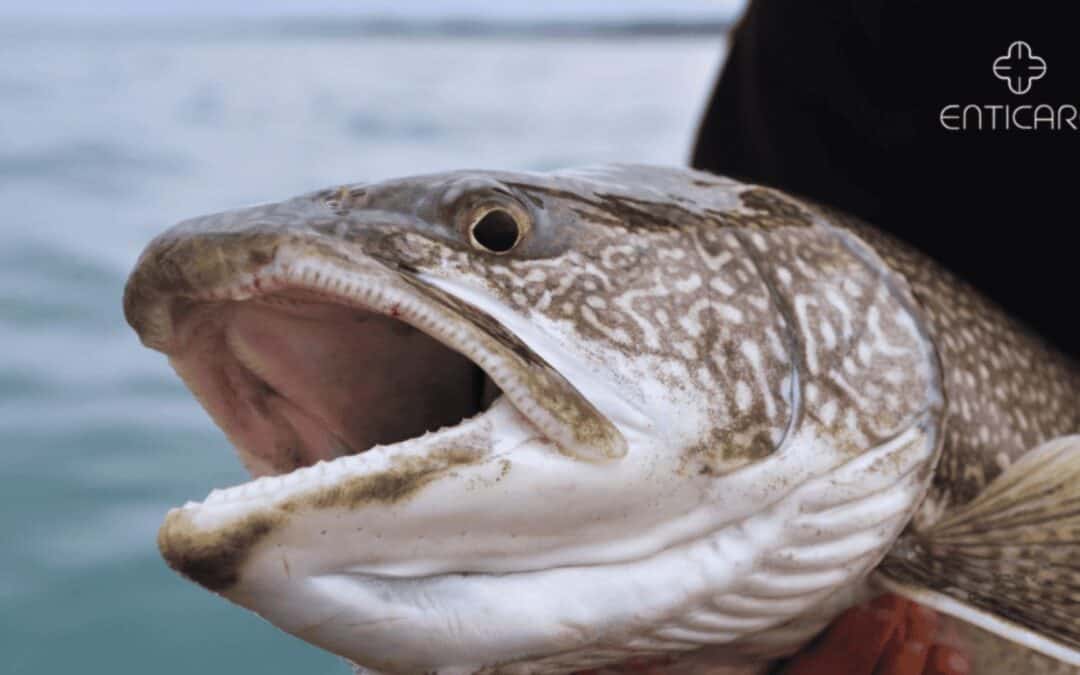 Lake Trout Allergy: Symptoms, Diagnosis & Treatment Options