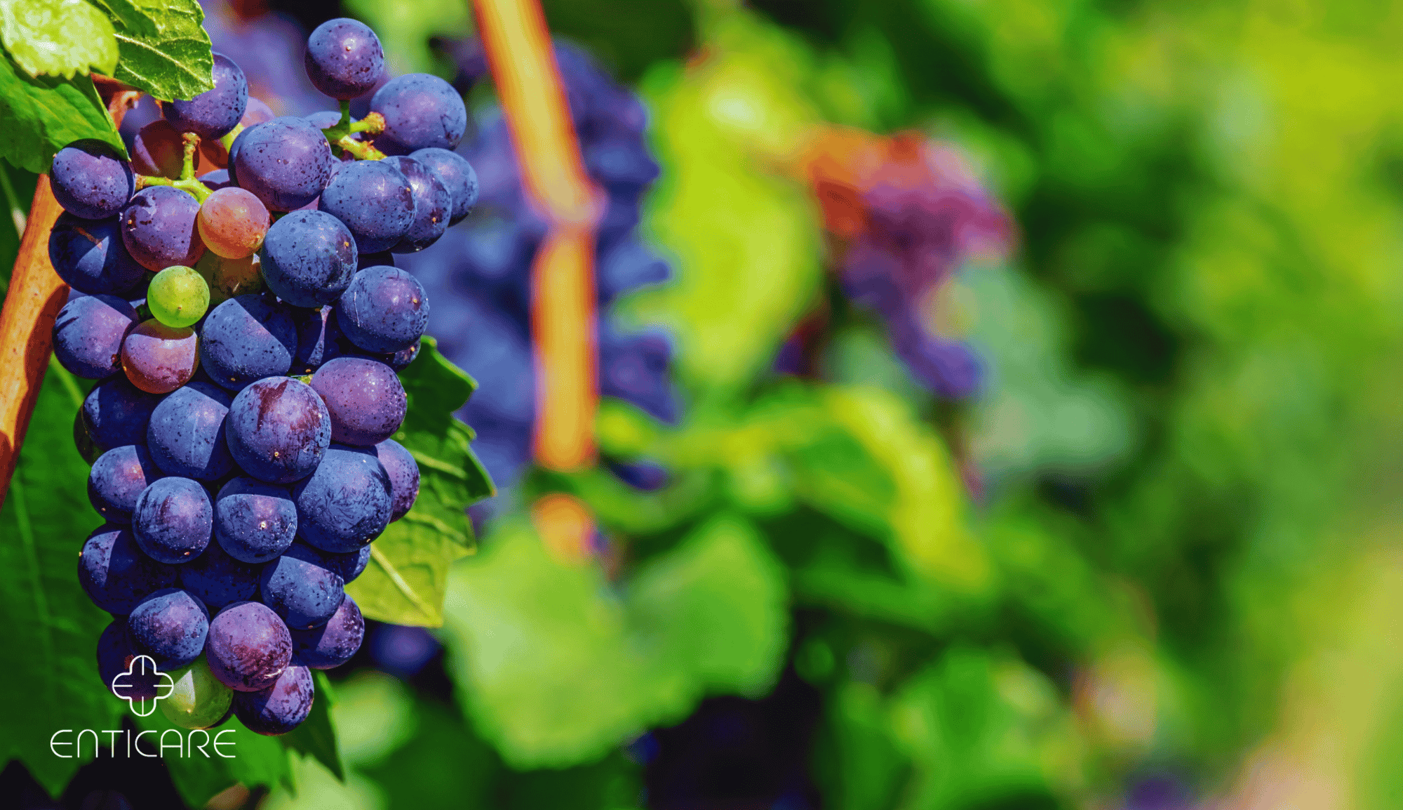 A closer look at Grape Allergy Symptoms In Canines List
