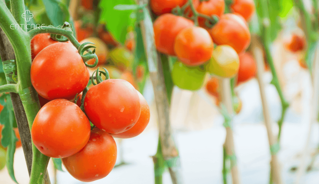 enticare-fresh-cherry-tomatoes