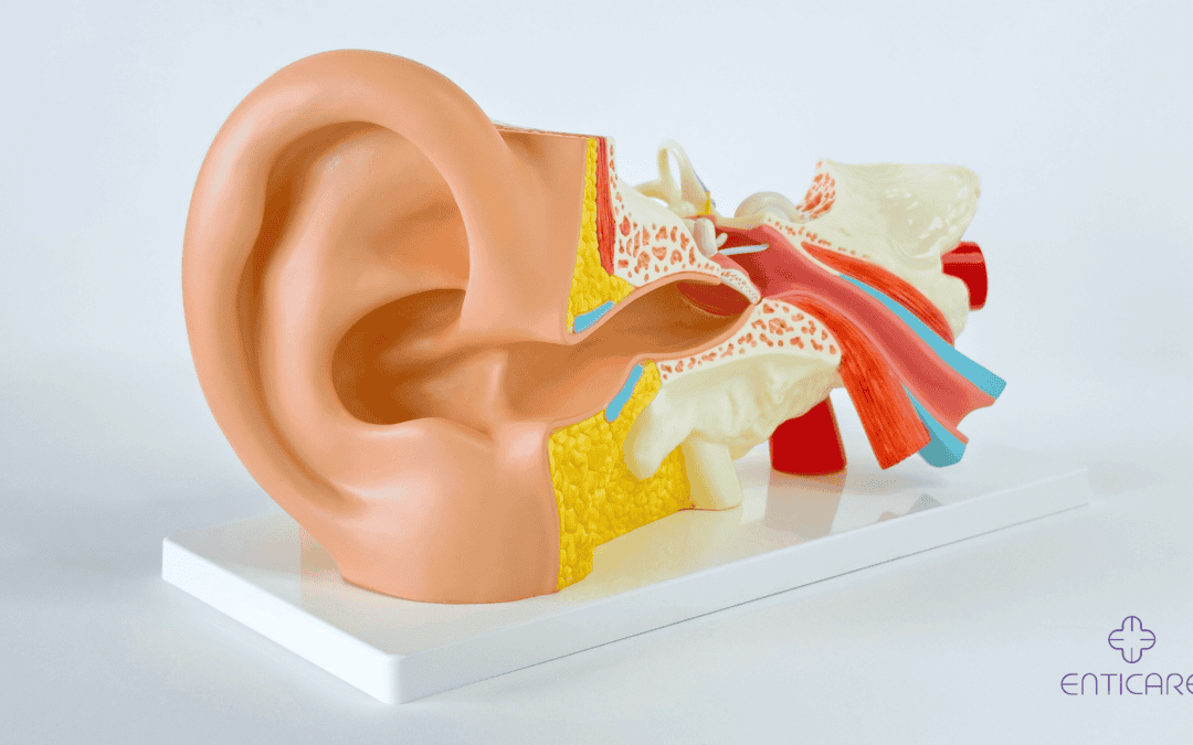 enticare-human-auditory-system