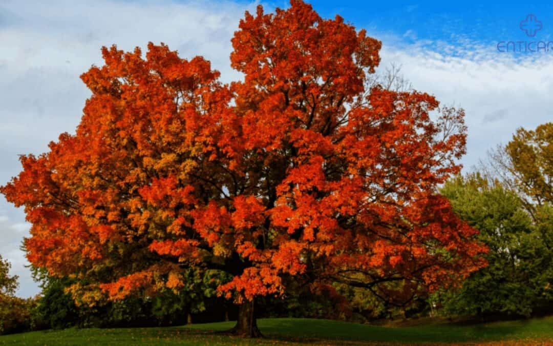 Maple Tree Allergy: Causes, Symptoms, & Effective Treatments