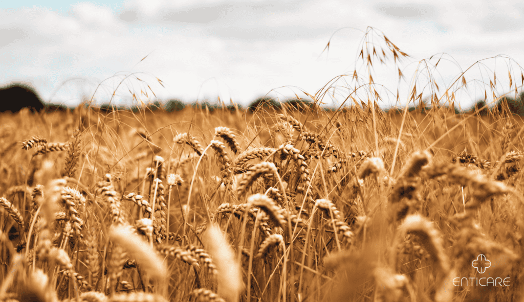 enticare-brown-wheat-field