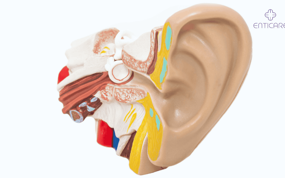 Understanding the Muscles That Move Ears