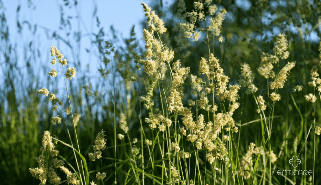 enticare-grass-pollen