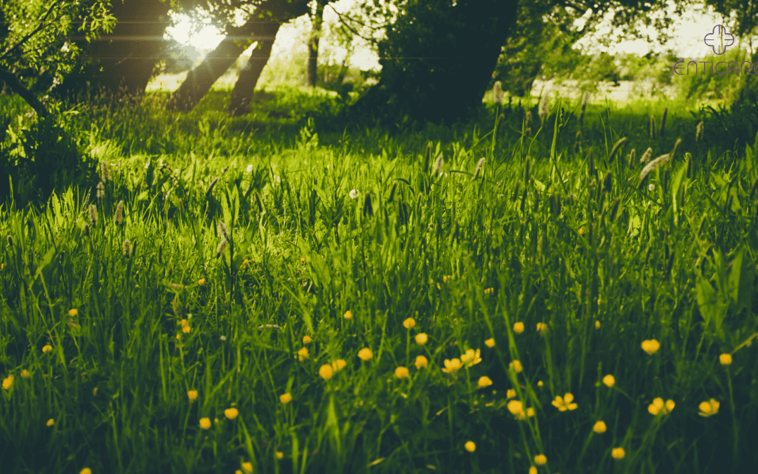 A Comprehensive Guide to Treatment for Grass Allergy