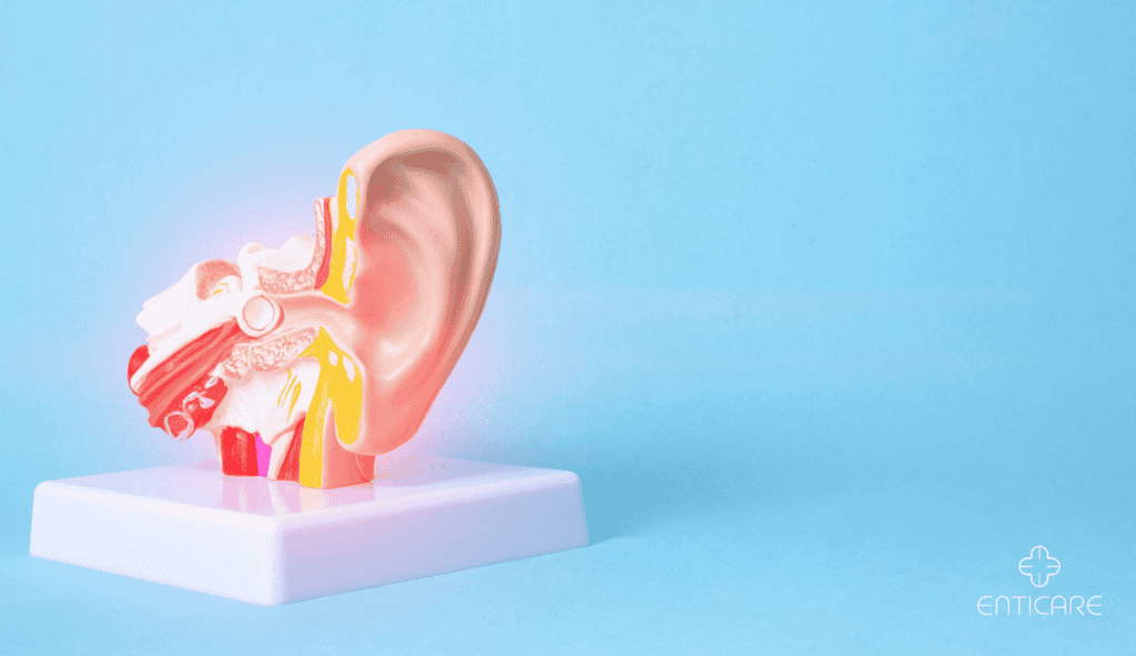 enticare-human-ear-mockup