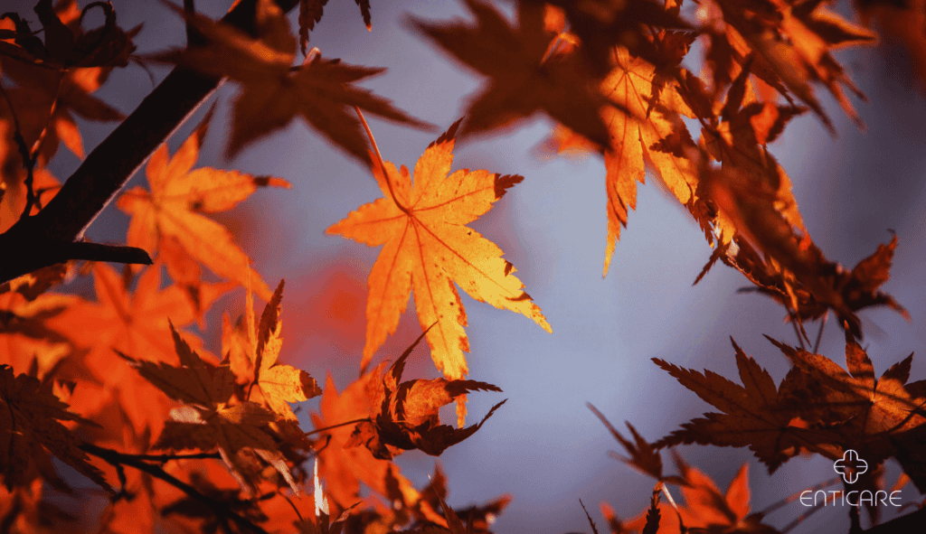 enticare-maple-autumn-leavs