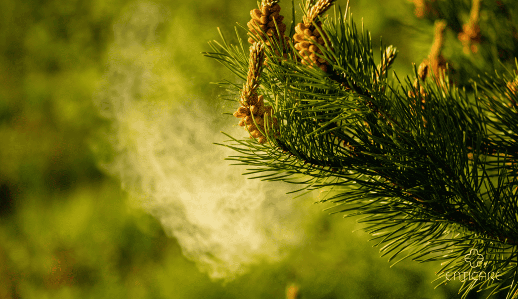 enticare-pine-pollen