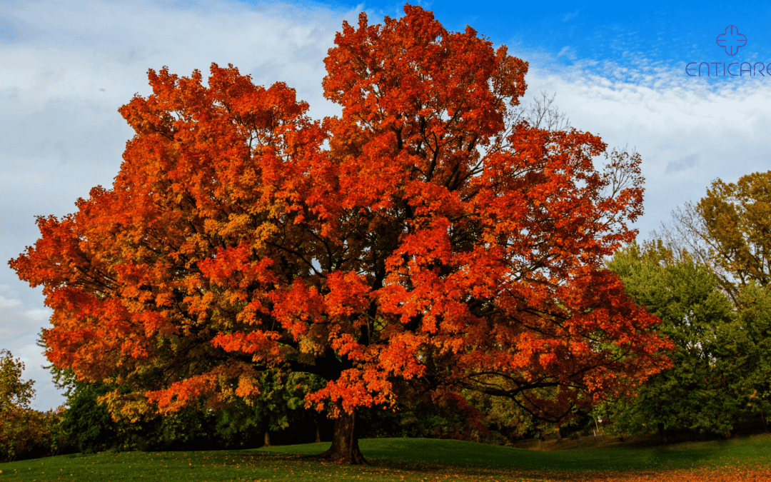 enticare-sugar-maple-in-autumn