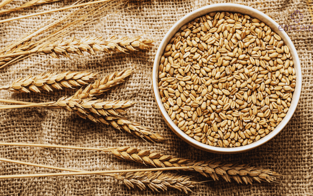 enticare-wheat-grains