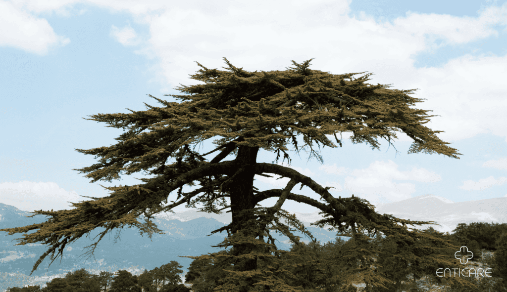 enticare-cedar-tree