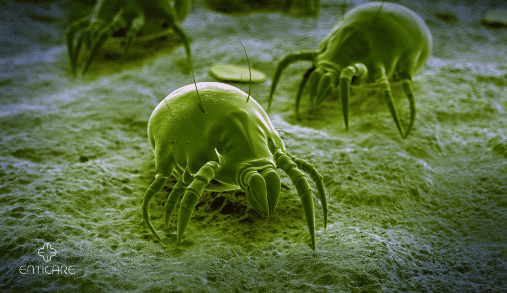 enticare-dust-mites