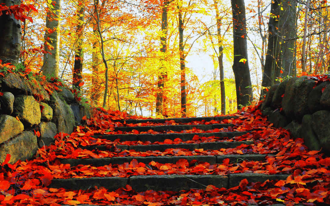 Do Falling Leaves Cause Allergies? 🍂 Tips to Beat Fall Allergies!