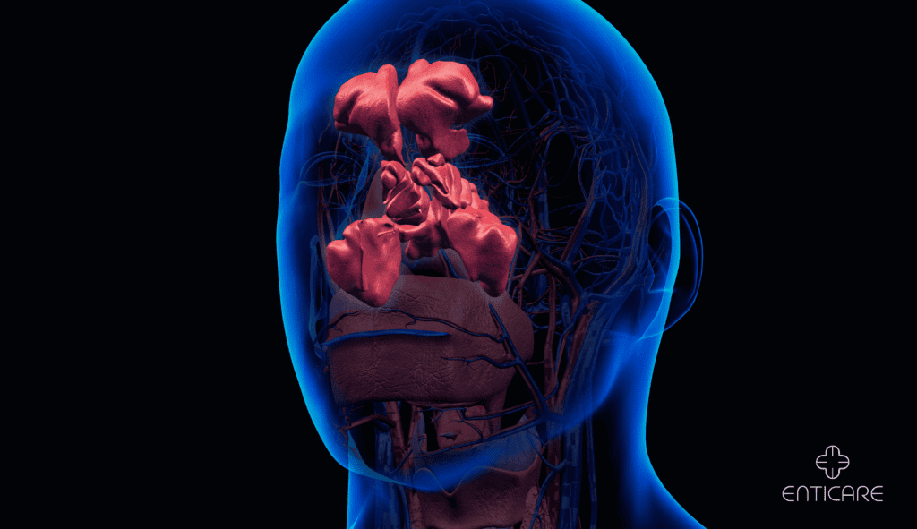 enticare-front-sinus-anatomy